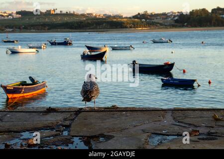 Seagull guardando piccole barche legate sulla banchina Foto Stock