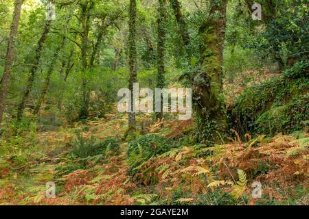 Boschi decidui in autunnale Mata da Albergaria, foglie di latifoglie e boschi misti nel Parco Nazionale di Peneda-Gerês, Portogallo Foto Stock