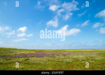 Paesaggio primaverile con fiori viola lavanda di mare fioriti in una paludosa della riserva naturale De Slufter, Parco Nazionale Duinen van Texel nella isl Foto Stock