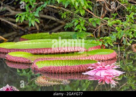 Victoria Amazonica Amazon Water Lily Royal Water Lily Victoria Lily Giant Water Lily Rupununi River Oxbow Lake in Guyana Sud America Foto Stock