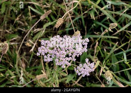 Yarrow fiori rosa pallido primo piano Foto Stock