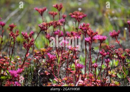 Stonecrop caucasico su un tetto naturale Foto Stock