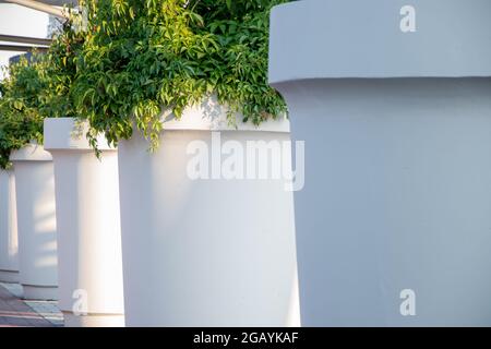 Grandi vasi di fiori bianchi e in cemento che si trovano in fila fuori dall'edificio sotto il sole della mattina. Piante verdi-lievitato all'interno delle pentole. Foto Stock