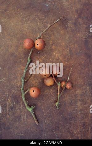 Due ramoscelli di quercia inglese o di robur di Quercus che trasportano le mele di quercia marroni asciutte che giacciono su cuoio rigato Foto Stock