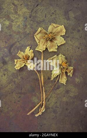 Tre gambi e fiori di rosa di Natale o Helleborus niger fatto asciutto e agitato da gelo steso su ottone tarnished Foto Stock
