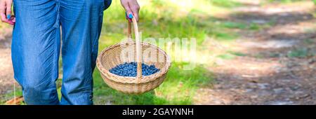 Stagione Berry. Raccogliere mirtilli nella foresta. Una donna cammina attraverso la foresta con un cestino contenente mirtilli. Il processo di individuazione e. Foto Stock