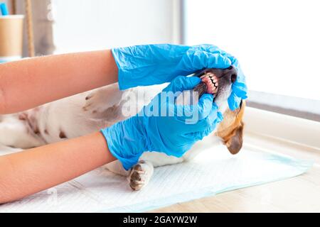 Dentista di animali domestici. Un veterinario in guanti blu esamina i denti di un cane Jack Russell Terrier. Cura dentale del cane, rimozione del calcolo dentale, gomma Foto Stock