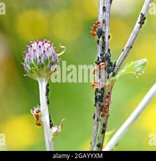 formiche e afidi su un thistle Foto Stock