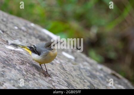 Wagtail grigio [ Motacilla cinerea ] su roccia Foto Stock