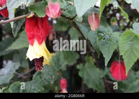 Abutilon megapotamicum trailing abutilon fiori rossi a forma di lanterna con petali gialli, giugno, Inghilterra, Regno Unito Foto Stock