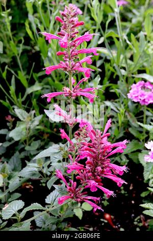 Agastache ‘Morello’ Giant hysssop Morello – un gruppo di fiori lunghi e profondi tubolari, a giugno, Inghilterra, Regno Unito Foto Stock