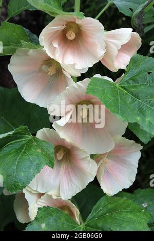 Alcea rosea ‘Primavera indiana hollyhock Primavera indiana – fiori di pesca leggeri a imbuto singolo con alone rosa e petali con volant cremati, giugno, Regno Unito Foto Stock