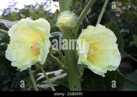 Alcea rosea subsp ficifolia Limone giallo olyhock Limone giallo – semi-doppio imbuto a forma di fiori giallo limone, giugno, Inghilterra, Regno Unito Foto Stock