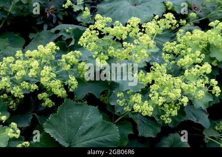 Alchemilla mollis giardino mantello ladys – spray di minuscoli fiori verdi di lime e grandi foglie rotonde, giugno, Inghilterra, Regno Unito Foto Stock