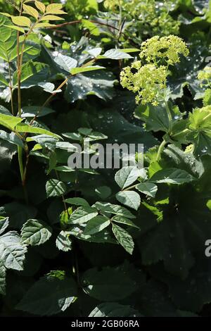 Alchemilla mollis giardino mantello ladys – spray di minuscoli fiori verdi di lime e grandi foglie rotonde, giugno, Inghilterra, Regno Unito Foto Stock