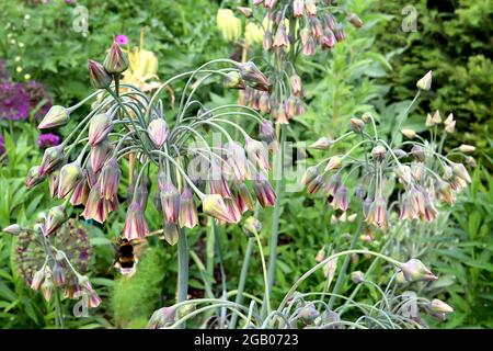 Allium / Nectaroscordum siculum miele siciliano aglio – crema, maroon e fiori verdi a forma di campana su pedicelle drooping, giugno, Inghilterra, Regno Unito Foto Stock