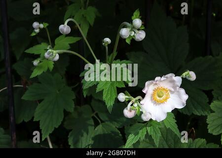 Anemone x hybrida ‘Honorine Jobert’ Anemone giapponese Honorine Jobert – fiori bianchi a forma di piattello con centro verde e stami gialli, giugno Foto Stock