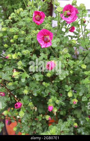 Anisodontea capensis ‘elegans Princess’ Cape mallow elegans Princess – fiori rosa profondi con petali a forma di cuore, giugno, Inghilterra, Regno Unito Foto Stock