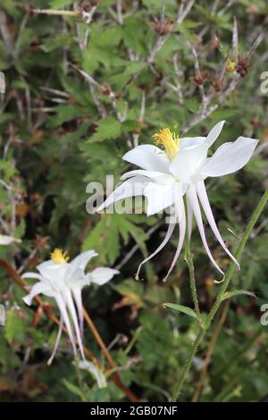 Aquilegia vulgaris ‘Crystal Star’ Columbine / il cofano di Granny Crystal Star – fiori bianchi con setti bianchi svasati e speroni dritti con punta gialla Foto Stock