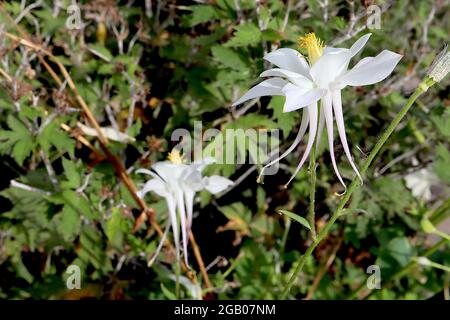 Aquilegia vulgaris ‘Crystal Star’ Columbine / il cofano di Granny Crystal Star – fiori bianchi con setti bianchi svasati e speroni dritti con punta gialla Foto Stock