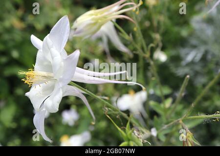 Aquilegia vulgaris ‘Crystal Star’ Columbine / il cofano di Granny Crystal Star – fiori bianchi con setti bianchi svasati e speroni dritti con punta gialla Foto Stock