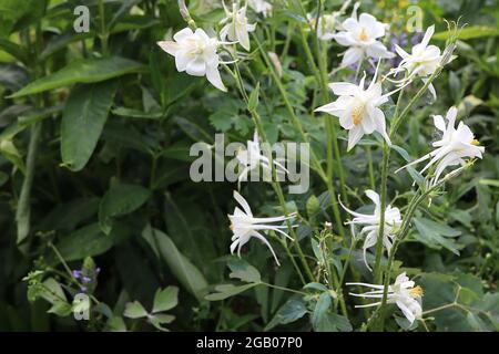 Aquilegia vulgaris ‘Crystal Star’ Columbine / il cofano di Granny Crystal Star – fiori bianchi con setti bianchi svasati e speroni dritti con punta gialla Foto Stock