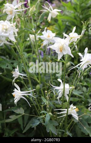 Aquilegia vulgaris ‘Crystal Star’ Columbine / il cofano di Granny Crystal Star – fiori bianchi con setti bianchi svasati e speroni dritti con punta gialla Foto Stock