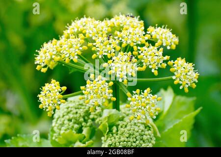 Alexanders (smyrnium olusatrum), primo piano con una singola grande testa di fiore e i piccoli fiori di colore giallo-verdastro che la creano. Foto Stock