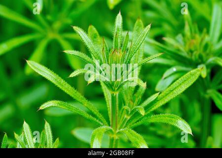 Scissione (galium aparine), conosciuta anche come Goosegrass o Sticky Willie, primo piano che mostra la parte superiore della pianta di lievito peloso che cresce in primavera. Foto Stock