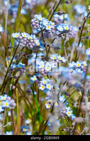 Field Forget-me-not (miosotis arvensis), primo piano di una massa aggrovigliata delle piccole, caratteristiche, piante a fiore blu che crescono attraverso l'erba lunga. Foto Stock