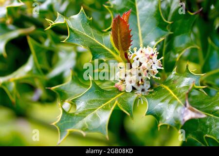 Holly (ilex aquifolium), primo piano dei fiori maschili che crescono tra la fresca crescita primaverile. Foto Stock