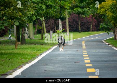 Mongrel Border Collie Dog è felice di camminare nel parco pubblico di Medellin, Colombia Foto Stock