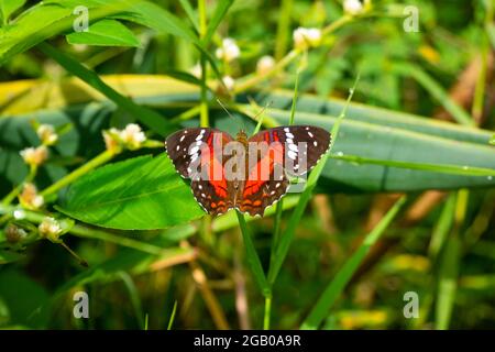 Farfalla chiamata Brown, Scarlet o Red Peacock (pavone) (Anartia amatea). Lei perches sulle foglie di una pianta in un giorno di sole Foto Stock