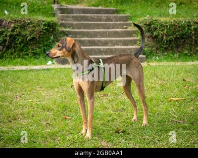 Brown Mongrel Dog è in piedi sull'erba nel Parco pubblico di Medellin, Colombia Foto Stock