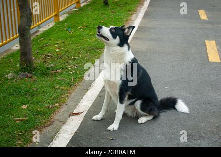 Mongrel Border Collie Dog è felice di guardare il cielo nel parco pubblico di Medellin, Colombia Foto Stock