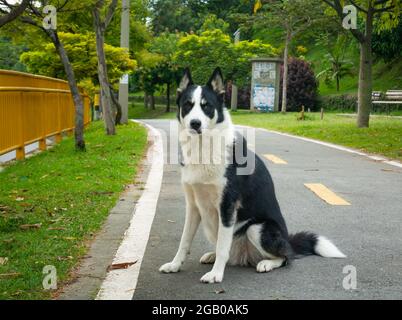 Mongrel Border Collie Dog sta guardando la fotocamera nel parco pubblico di Medellin, Colombia Foto Stock