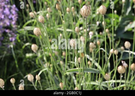 Catanche caerulea Cupids dart – luccicanti bratte paperiche a forma di uovo, giugno, Inghilterra, Regno Unito Foto Stock
