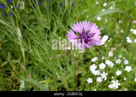 Centaurea cyanus pink cornflower – fiore testa anello di fiori rosa lavanda, giugno, Inghilterra, Regno Unito Foto Stock