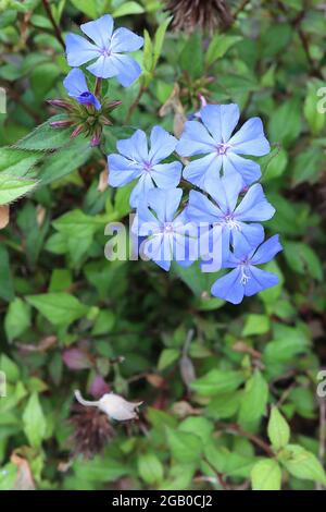 Ceratostigma willmottianum ‘Forest Blue’ plumbago cinese – fiori azzurri e foglie verdi fresche dai bordi rossi fini, giugno, Inghilterra, Regno Unito Foto Stock