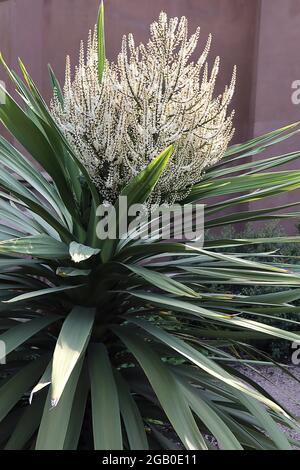 Cordyline australis Cabbage palma – grappoli di piccoli fiori bianchi lungo panicles ramificati e foglie grigie verdi a forma di spada, giugno, Inghilterra, Regno Unito Foto Stock