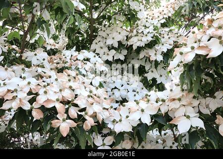 Cornus kousa var chinensis dogwood cinese – massa di bratte bianche a forma di stella e foglie ondulate di verde scuro, giugno, Inghilterra, Regno Unito Foto Stock