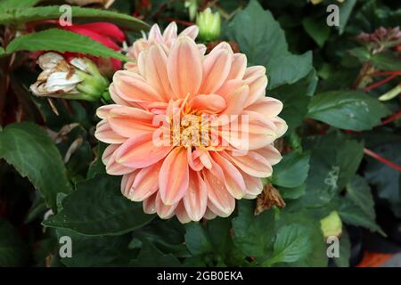 Dahlia ‘Dahlietta Lily’ Group 10 varie dahlias pesca albicocca fiori a strisce rosa e gialle, giugno, Inghilterra, Regno Unito Foto Stock