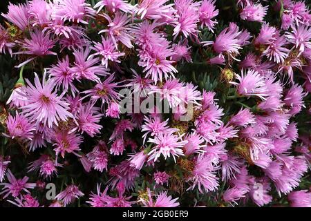 Delosperma ‘Mesa Verde’ Ice Plant Mesa Verde – fiori rosa a margherita con petali multipli e brevi foglie verticali carnose, giugno, Inghilterra, Regno Unito Foto Stock