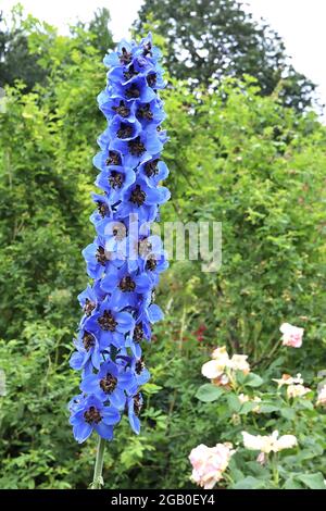 Delphinium ‘Black Knight’ Candle larkspur Black Knight – corremi verticali di fiori trasparenti blu e violetti con centro nero, giugno, Inghilterra, Regno Unito Foto Stock