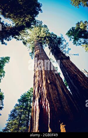 Calaveras grandi alberi Foto Stock