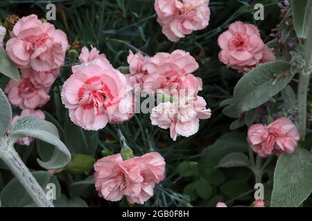Dianthus caryophyllus ‘Oscar Pink’ border garofano Oscar Pink – fiori rosa pallidi con occhio rosso e petali fringed, giugno, Inghilterra, Regno Unito Foto Stock