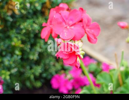 Bel fiore rosso cremisi rosa della paniculata Phlox "rosso estate svezzato" in fiore d'estate Foto Stock