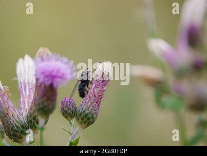 primo piano di violacei violacei Foto Stock