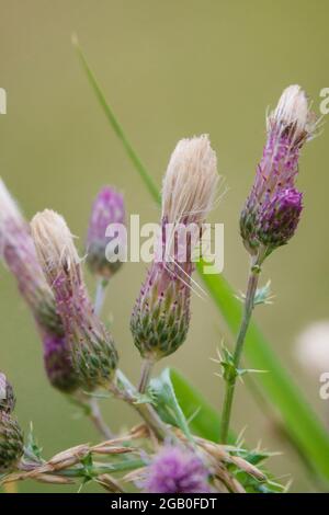 primo piano di violacei violacei Foto Stock