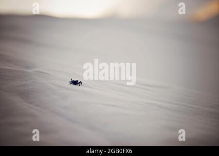 Beetle nel parco nazionale di White Sands Foto Stock